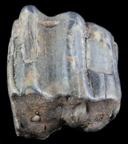 Pleistocene Aged Fossil Horse Tooth - Florida #50434